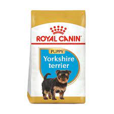 BHN Yorkshire Terrier Puppy