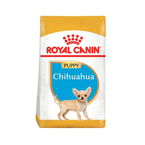 BHN Chihuahua Puppy